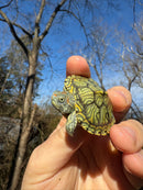 Mitch Clown Red Eared Slider Turtle