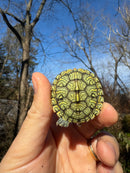 Mitch Clown Red Eared Slider Turtle