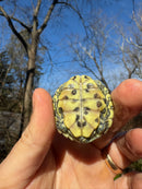 Mitch Clown Red Eared Slider Turtle