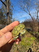 Mitch Clown Red Eared Slider Turtle