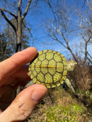 Mitch Clown Red Eared Slider Turtle