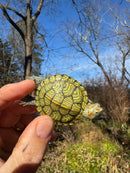 Mitch Clown Red Eared Slider Turtle