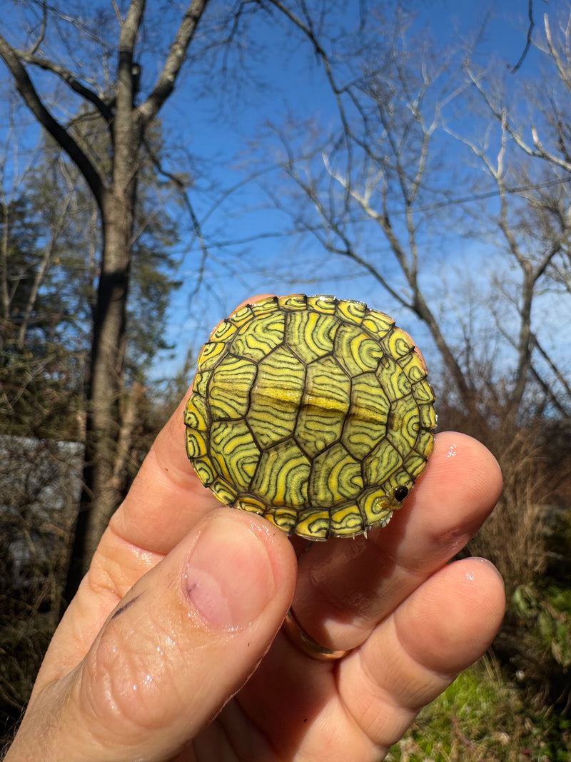 Mitch Clown Red Eared Slider Turtle