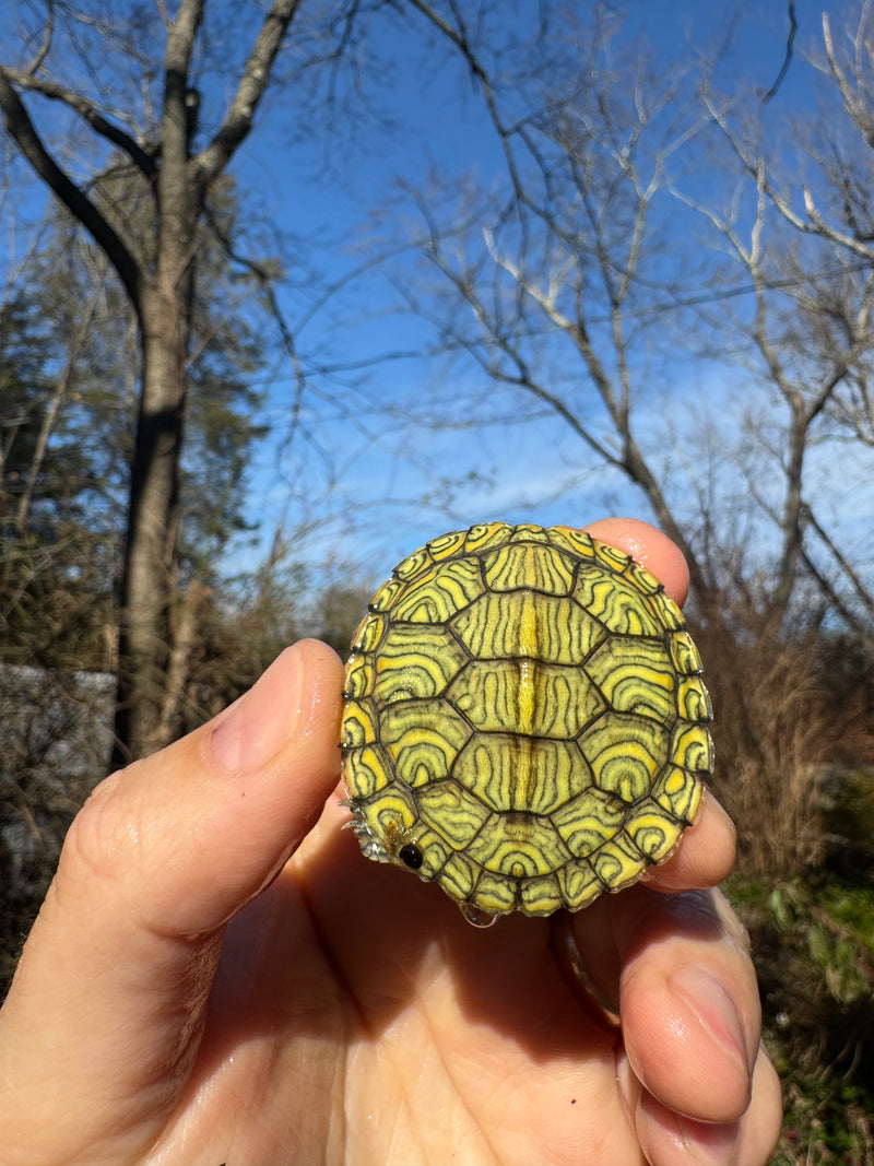 Mitch Clown Red Eared Slider Turtle