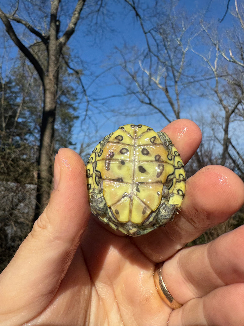 Mitch Clown Red Eared Slider Turtle
