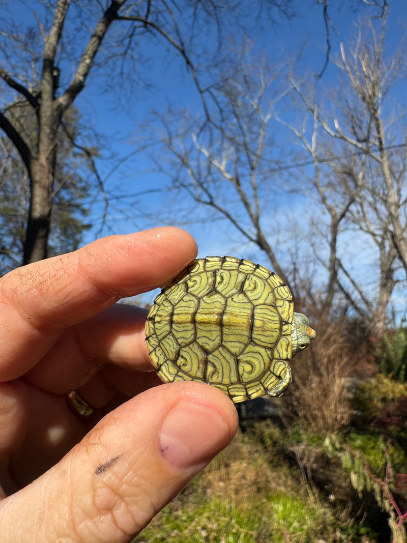 Mitch Clown Red Eared Slider Turtle