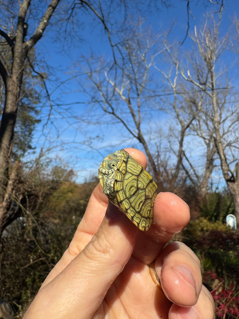 Mitch Clown Red Eared Slider Turtle