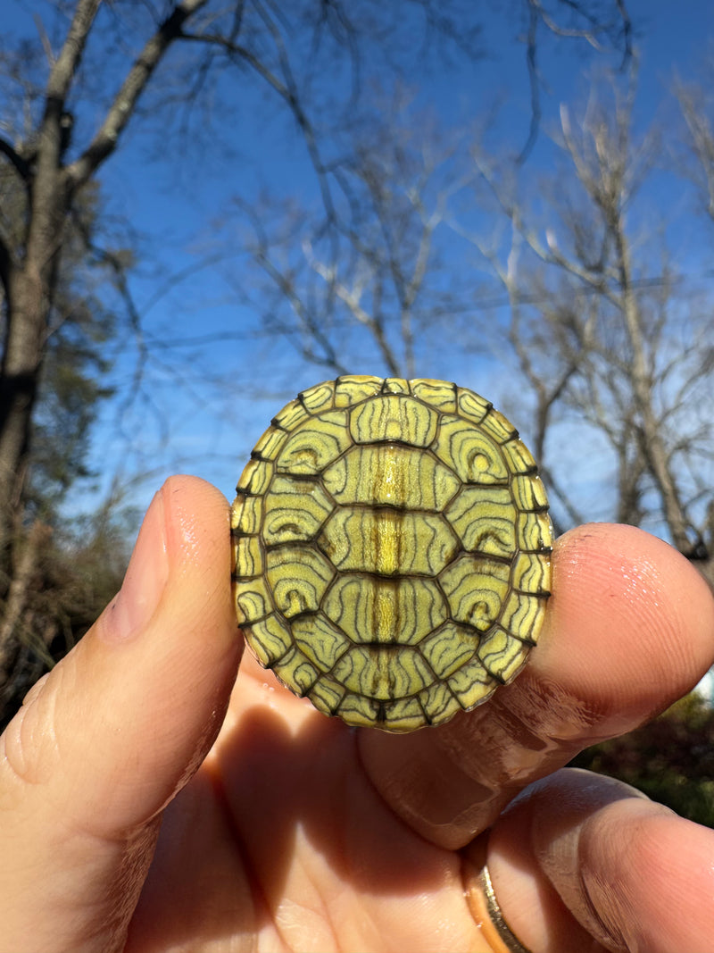 Mitch Clown Red Eared Slider Turtle