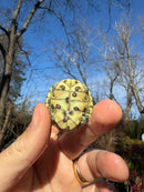 Mitch Clown Red Eared Slider Turtle