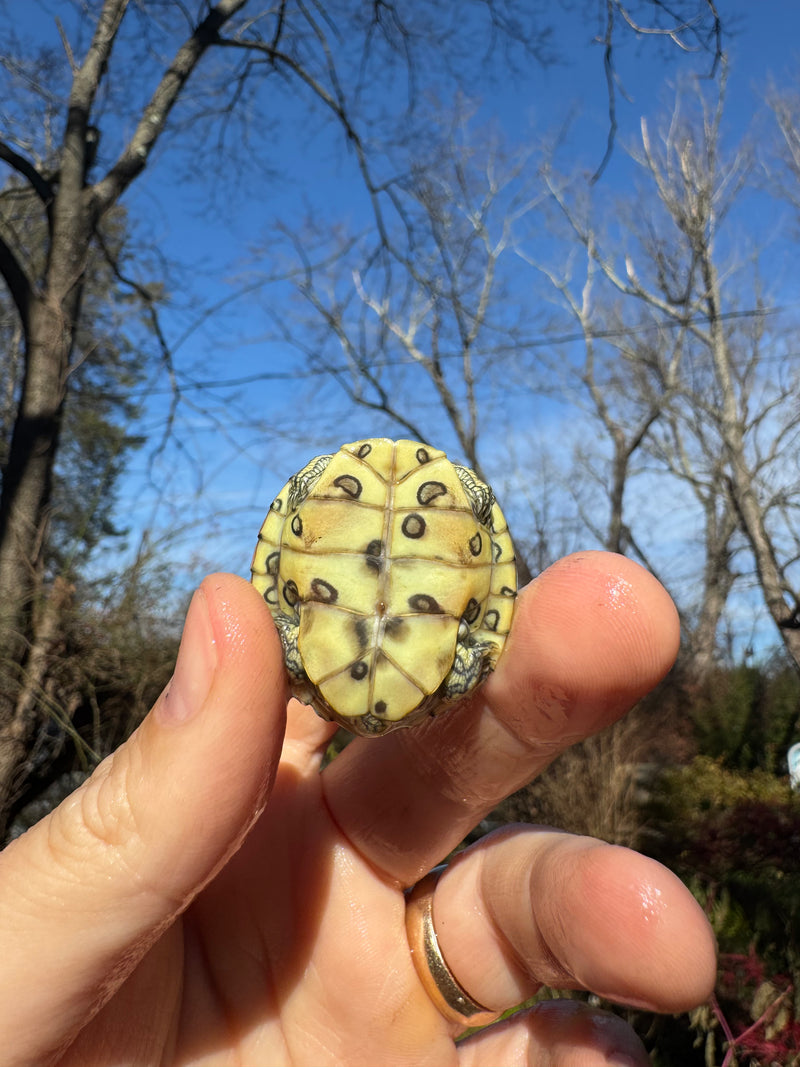 Mitch Clown Red Eared Slider Turtle