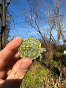 Mitch Clown Red Eared Slider Turtle