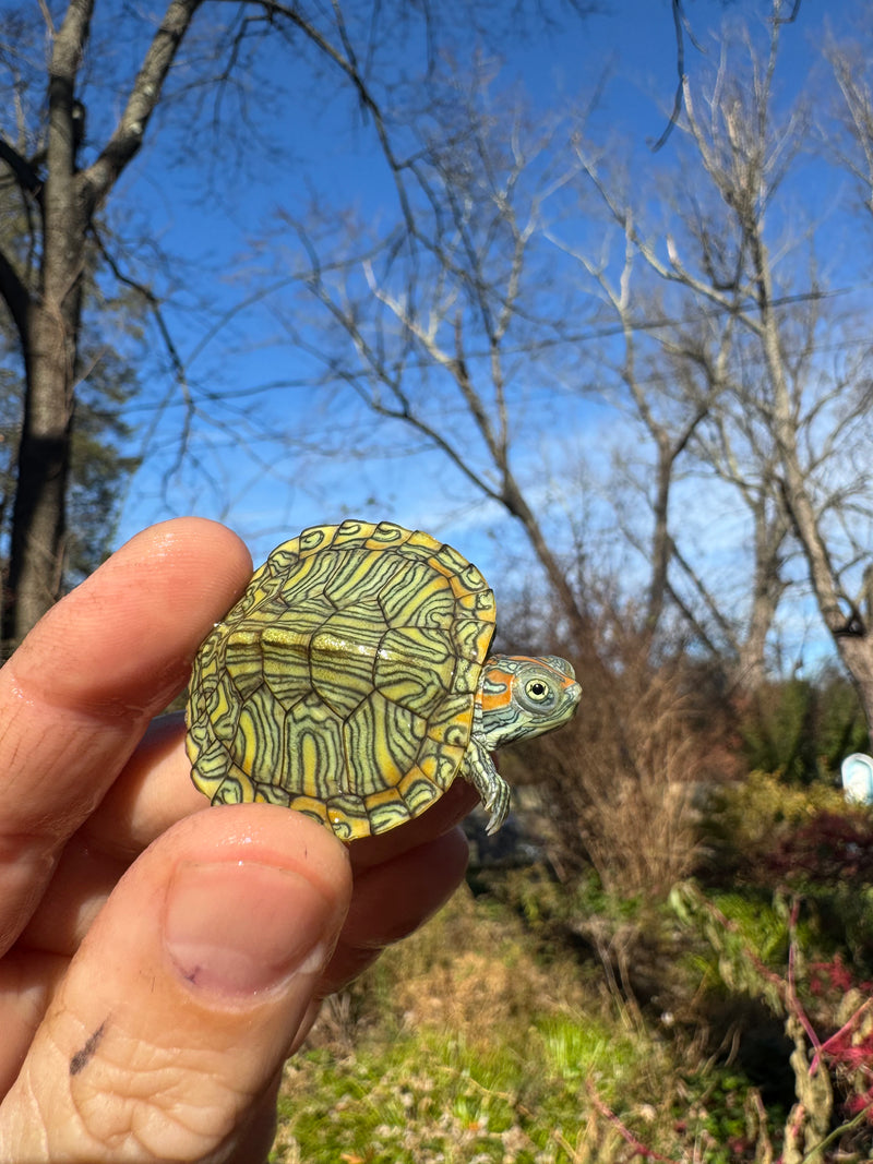 Mitch Clown Red Eared Slider Turtle