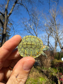 Mitch Clown Red Eared Slider Turtle