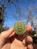 Mitch Clown Red Eared Slider Turtle