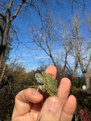 Mitch Clown Red Eared Slider Turtle