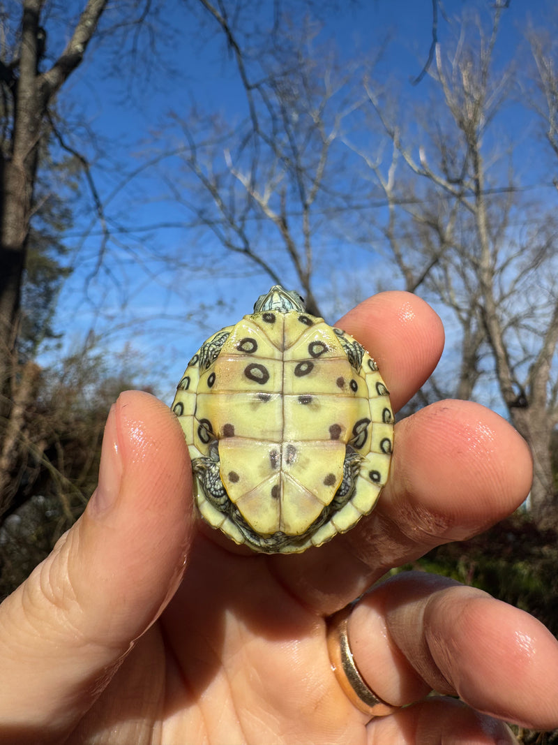 Mitch Clown Red Eared Slider Turtle