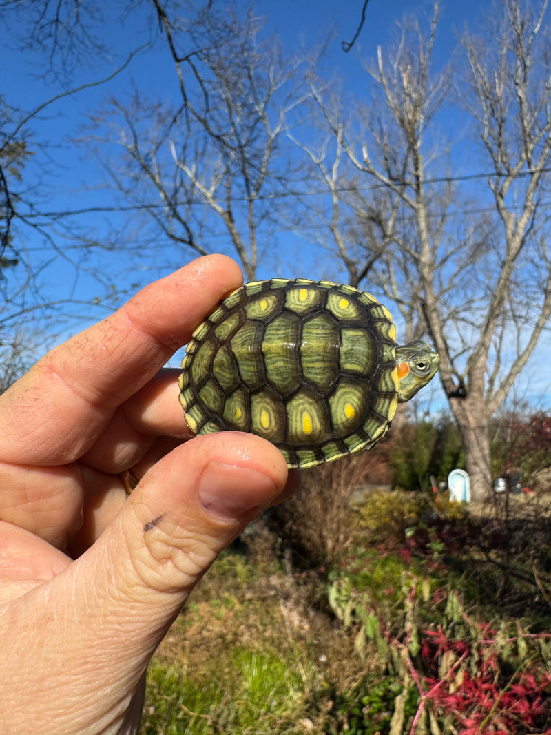 Pastel Picasso Red-Eared SliderTurtle