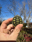 Pastel Picasso Red-Eared SliderTurtle