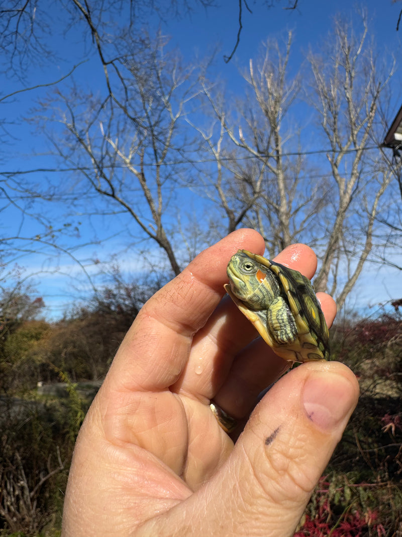 Pastel Picasso Red-Eared SliderTurtle