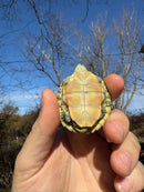 Pastel Picasso Red-Eared SliderTurtle