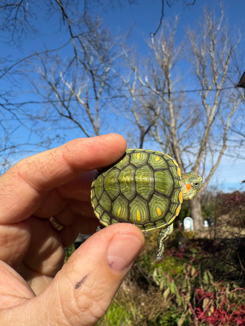 Pastel Picasso Red-Eared SliderTurtle