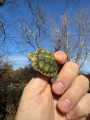 Pastel Picasso Red-Eared SliderTurtle