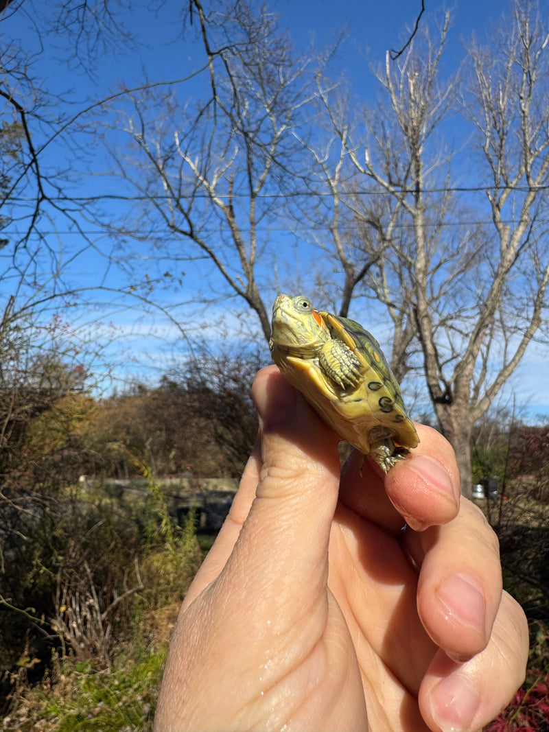 Pastel Picasso Red-Eared SliderTurtle