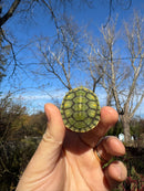 Pastel Picasso Red-Eared SliderTurtle