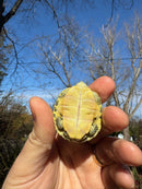 Pastel Picasso Red-Eared SliderTurtle