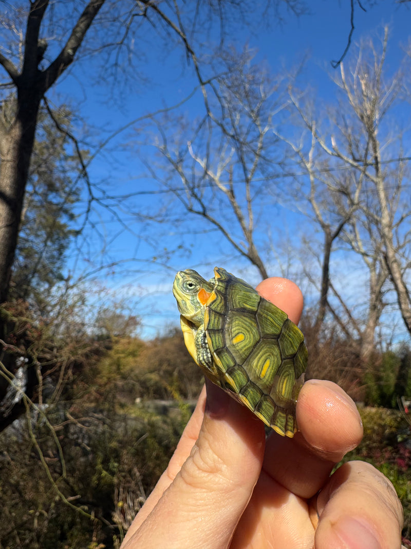 Pastel Picasso Red-Eared SliderTurtle