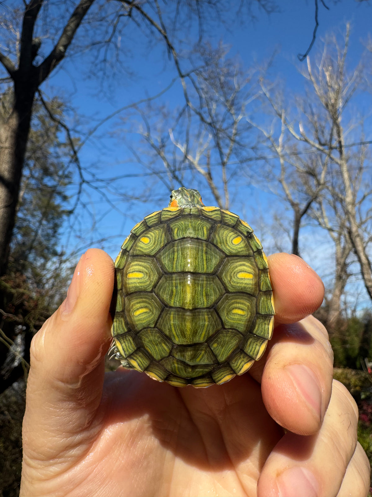 Pastel Picasso Red Eared Slider Turtles For Sale | American