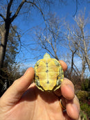 Pastel Picasso Red-Eared SliderTurtle