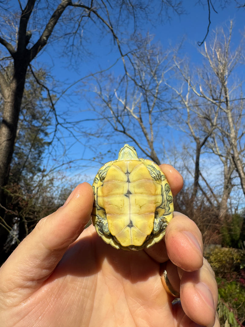 Pastel Picasso Red-Eared SliderTurtle