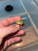 Pastel Clown Red Eared Slider Turtle 2024