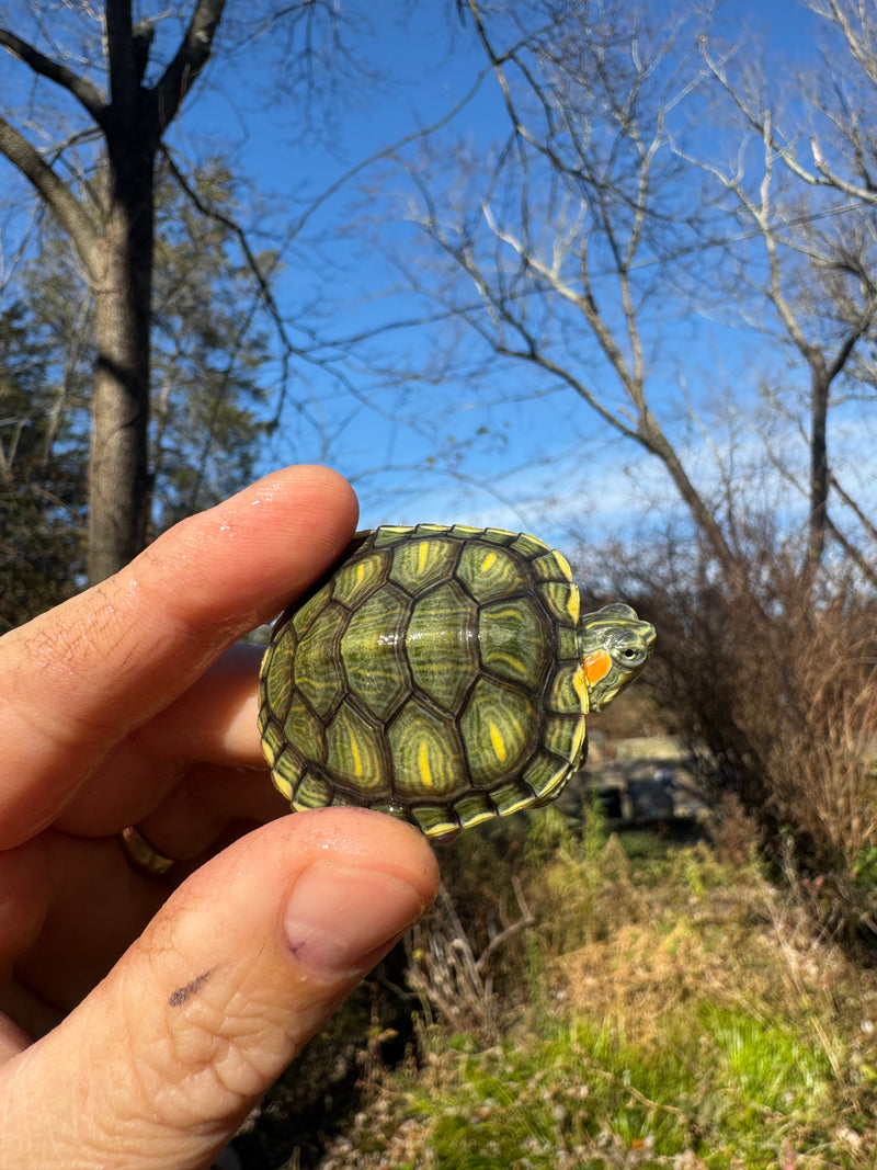 Pastel Picasso Red-Eared SliderTurtle