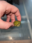 Pastel Clown Red Eared Slider Turtle 2024