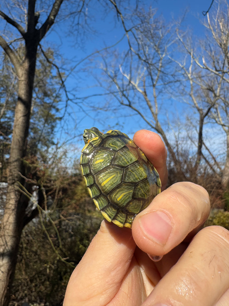 Pastel Picasso Red-Eared SliderTurtle