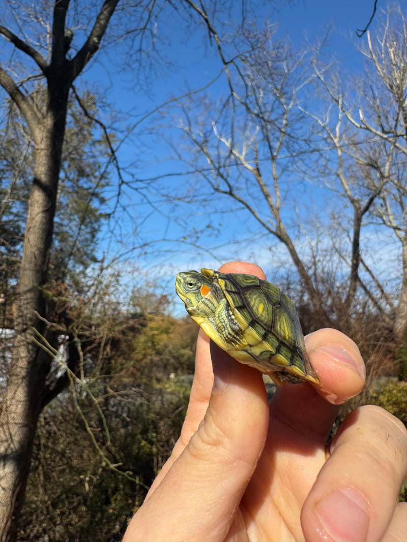 Pastel Picasso Red-Eared SliderTurtle