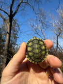 Pastel Picasso Red-Eared SliderTurtle