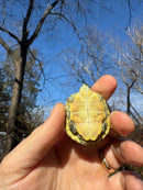 Pastel Picasso Red-Eared SliderTurtle