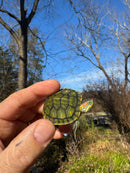 Pastel Picasso Red-Eared SliderTurtle