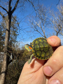 Pastel Picasso Red-Eared SliderTurtle