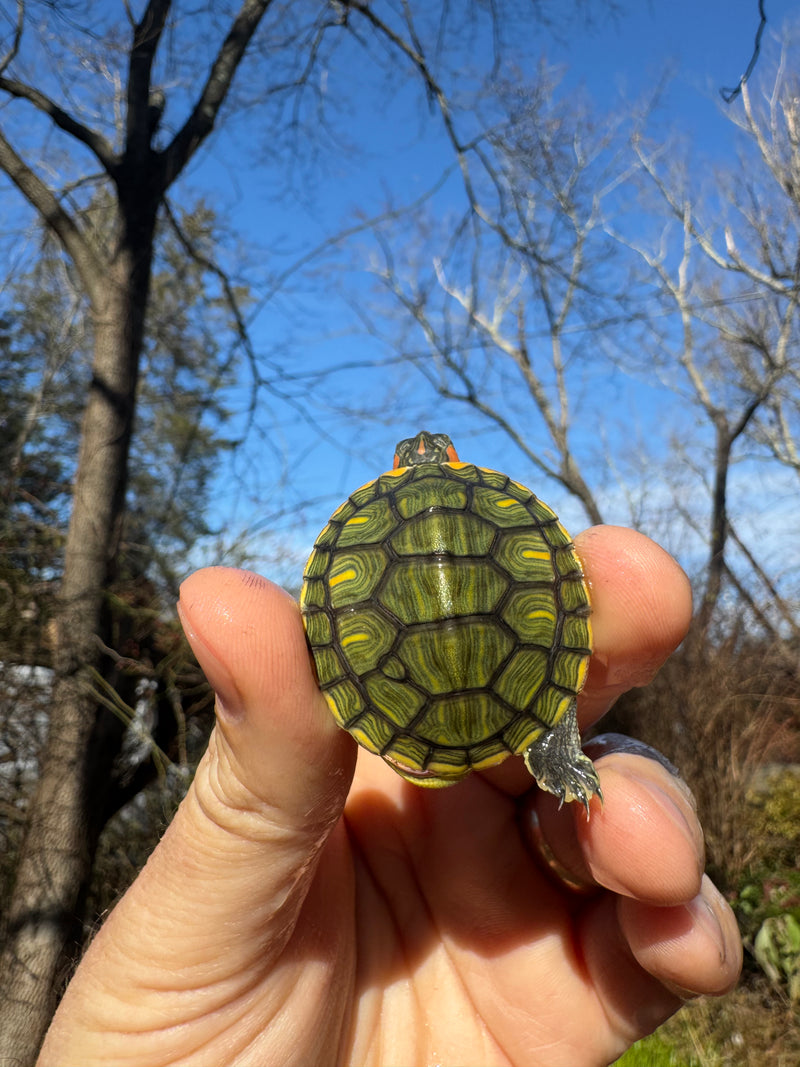 Pastel Picasso Red-Eared SliderTurtle