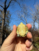 Pastel Picasso Red-Eared SliderTurtle