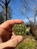 Pastel Picasso Red-Eared SliderTurtle