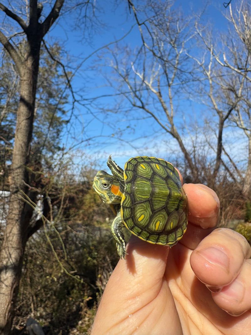 Pastel Picasso Red-Eared SliderTurtle