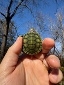 Pastel Picasso Red-Eared SliderTurtle