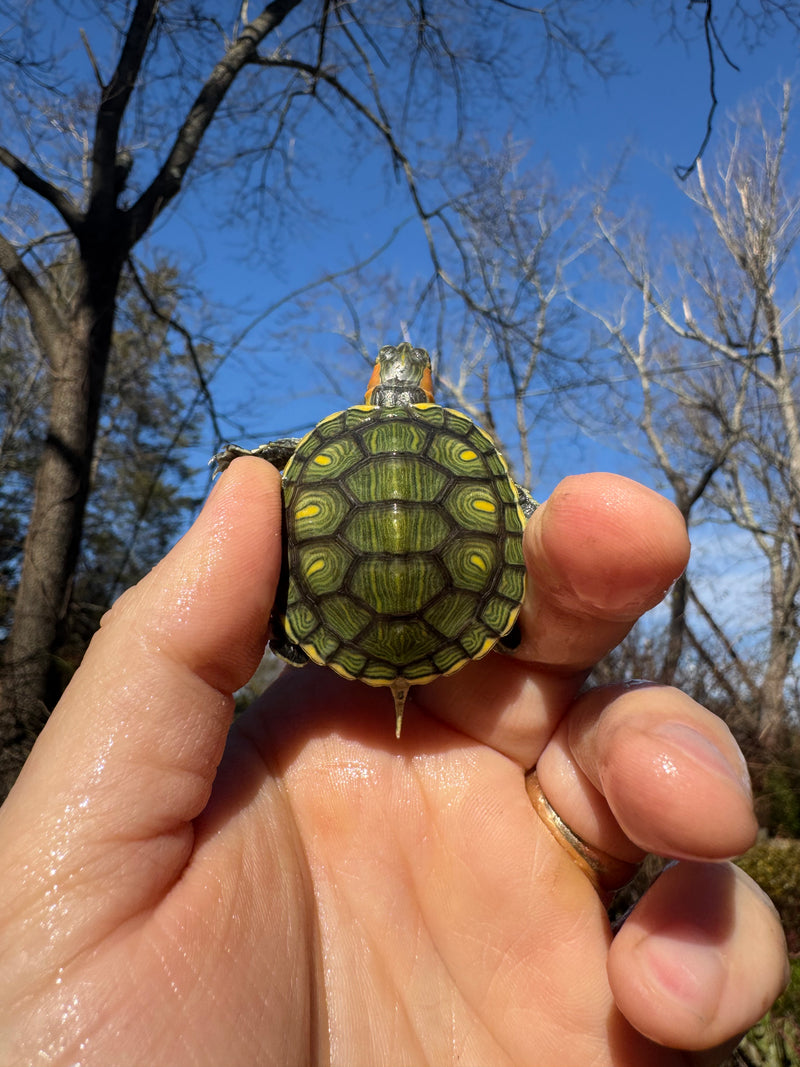Pastel Picasso Red-Eared SliderTurtle