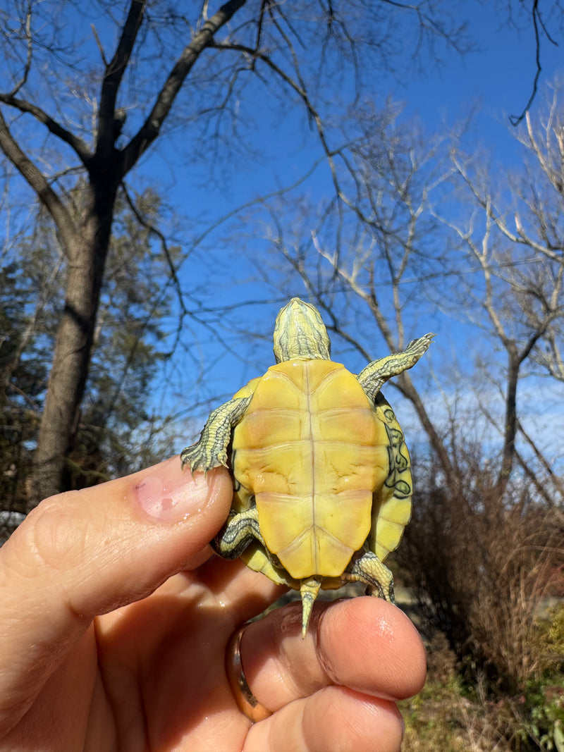 Pastel Picasso Red-Eared SliderTurtle