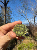 Pastel Picasso Red-Eared SliderTurtle